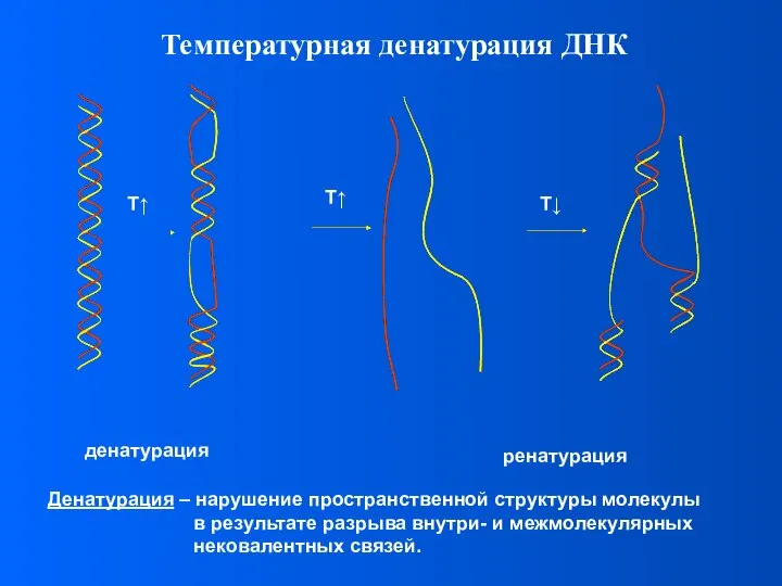 Температурная денатурация ДНК Денатурация – нарушение пространственной структуры молекулы в результате