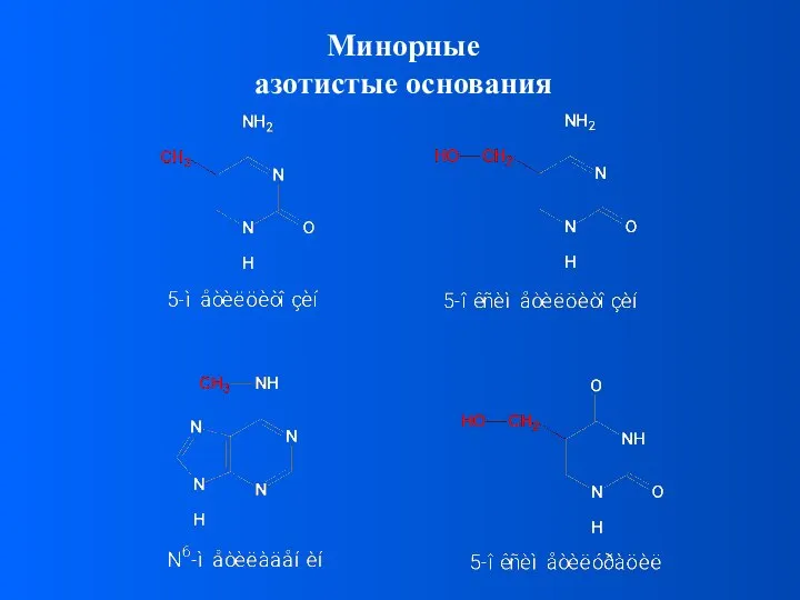 Минорные азотистые основания