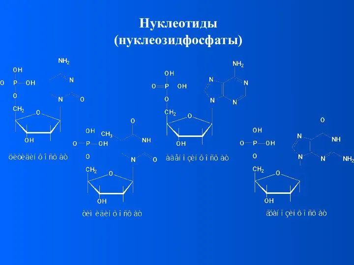 Нуклеотиды (нуклеозидфосфаты)