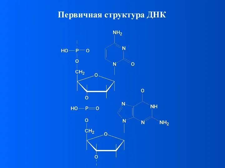 Первичная структура ДНК