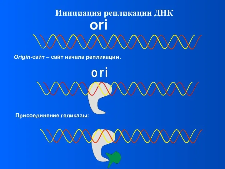 Инициация репликации ДНК