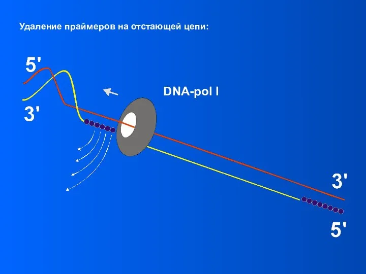 DNA-pol I Удаление праймеров на отстающей цепи: