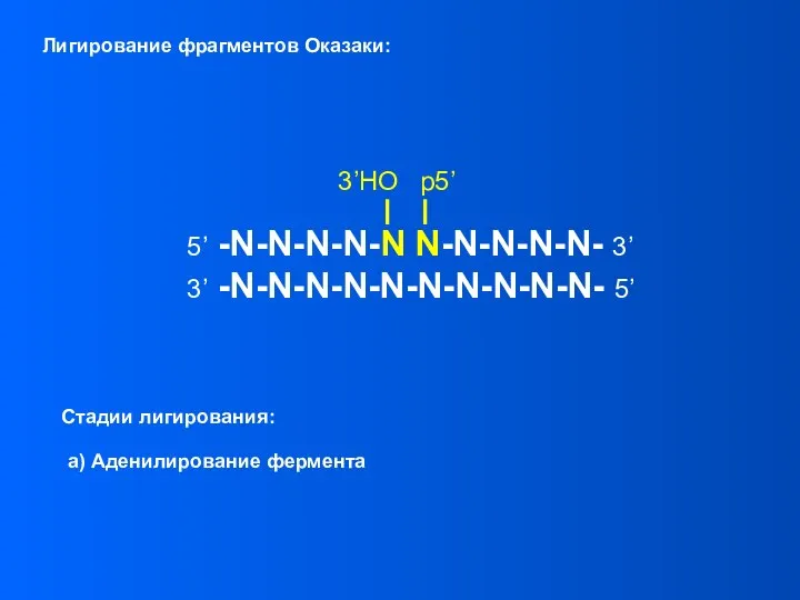 Лигирование фрагментов Оказаки: 5’ -N-N-N-N-N N-N-N-N-N- 3’ 3’ -N-N-N-N-N-N-N-N-N-N- 5’ 3’HO p5’