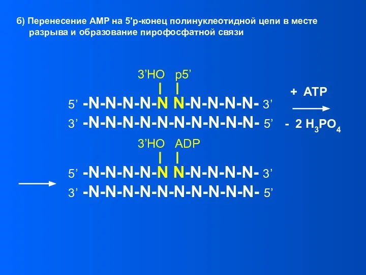 5’ -N-N-N-N-N N-N-N-N-N- 3’ 3’ -N-N-N-N-N-N-N-N-N-N- 5’ 3’HO p5’ б) Перенесение