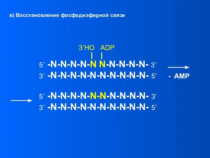 5’ -N-N-N-N-N-N-N-N-N-N- 3’ 3’ -N-N-N-N-N-N-N-N-N-N- 5’ - AMP 5’ -N-N-N-N-N N-N-N-N-N-