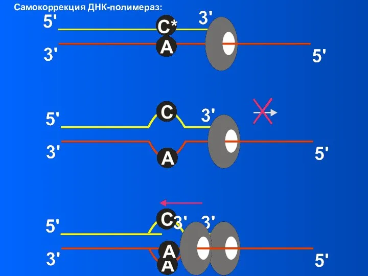 Самокоррекция ДНК-полимераз: