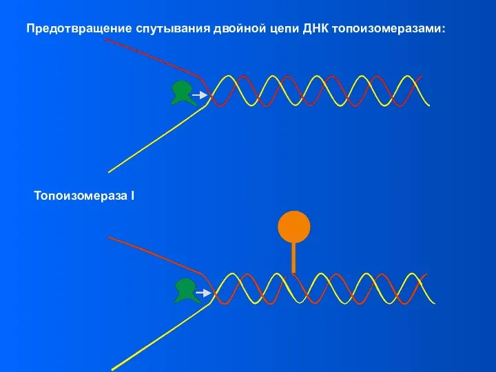 Предотвращение спутывания двойной цепи ДНК топоизомеразами: Топоизомераза I