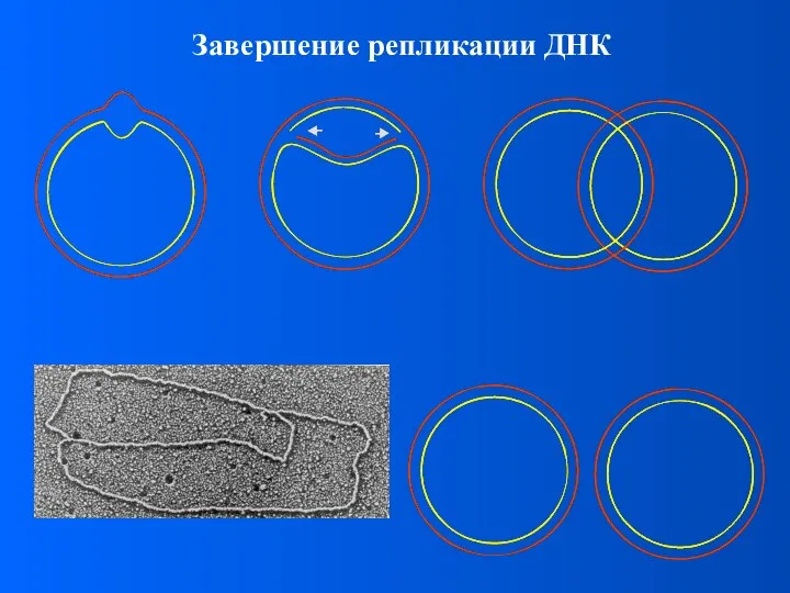 Завершение репликации ДНК