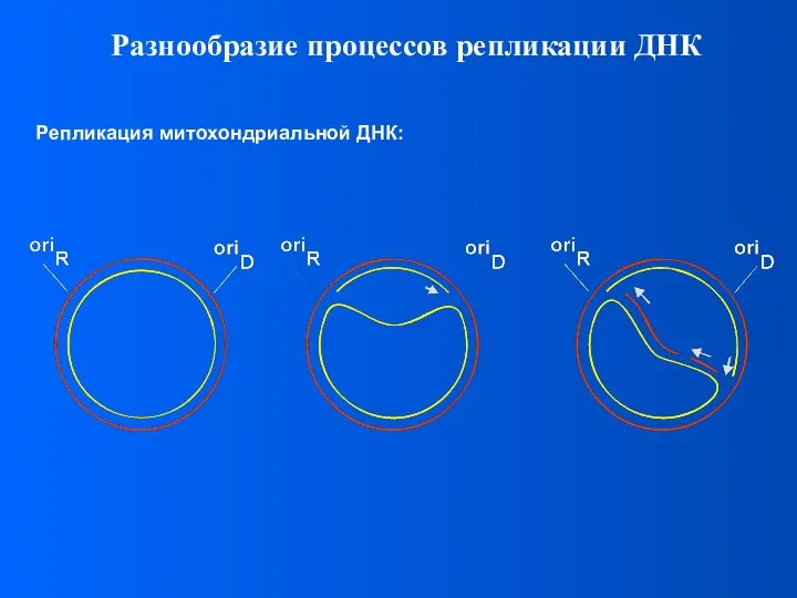 Разнообразие процессов репликации ДНК Репликация митохондриальной ДНК: