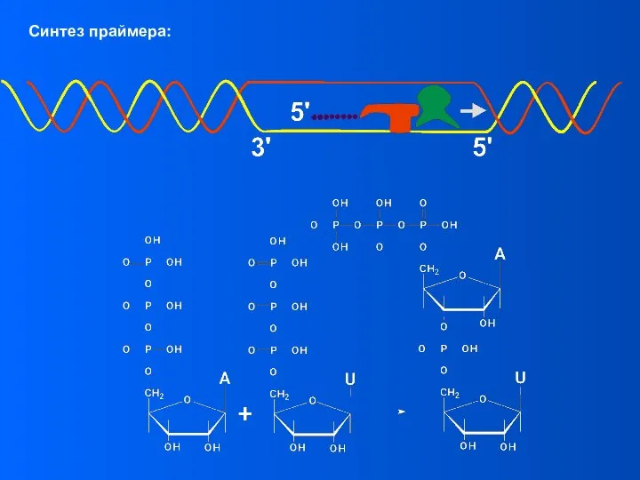 Синтез праймера: