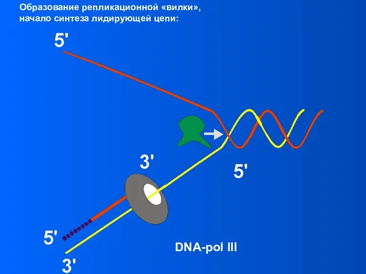 Образование репликационной «вилки», начало синтеза лидирующей цепи: DNA-pol III