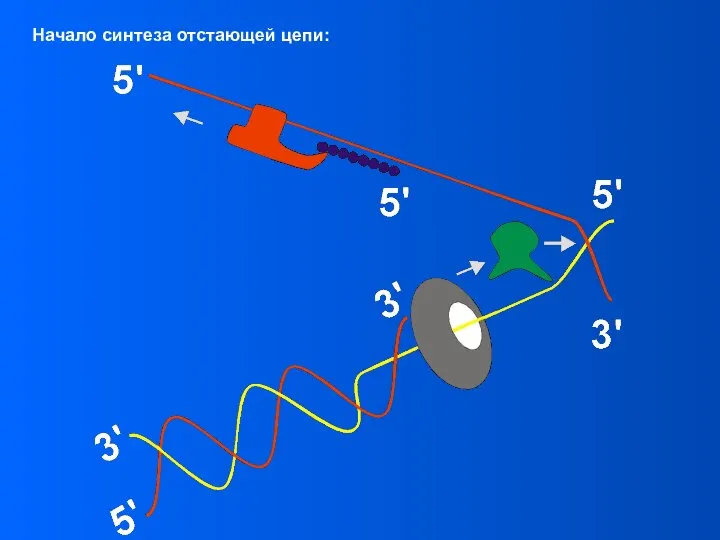 Начало синтеза отстающей цепи: