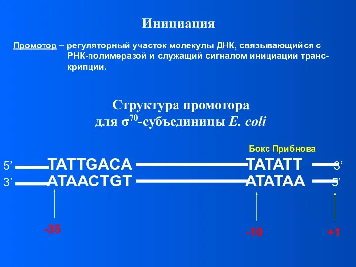 Инициация Промотор – регуляторный участок молекулы ДНК, связывающийся с РНК-полимеразой и