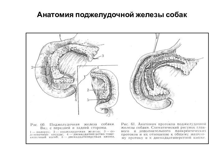 Анатомия поджелудочной железы собак