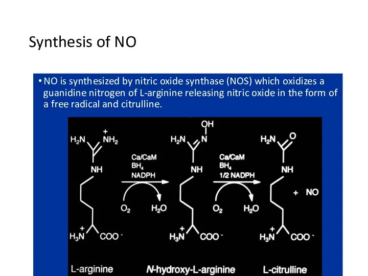 Synthesis of NO NO is synthesized by nitric oxide synthase (NOS)