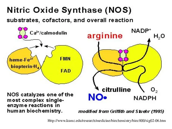 Http://www.kumc.edu/research/medicine/biochemistry/bioc800/sig02-06.htm