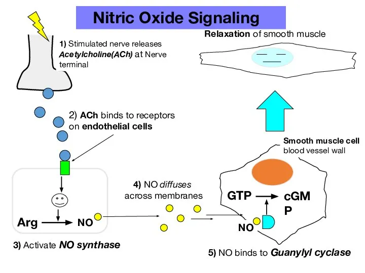 Arg NO GTP cGMP 5) NO binds to Guanylyl cyclase Relaxation