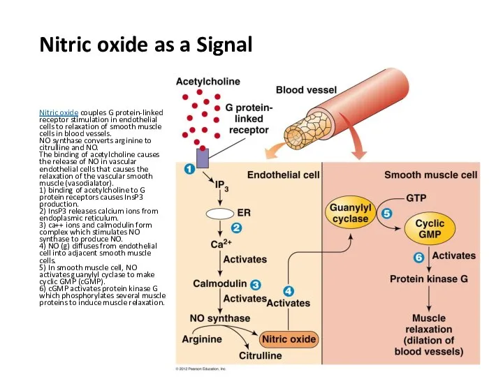 Nitric oxide as a Signal Nitric oxide couples G protein-linked receptor