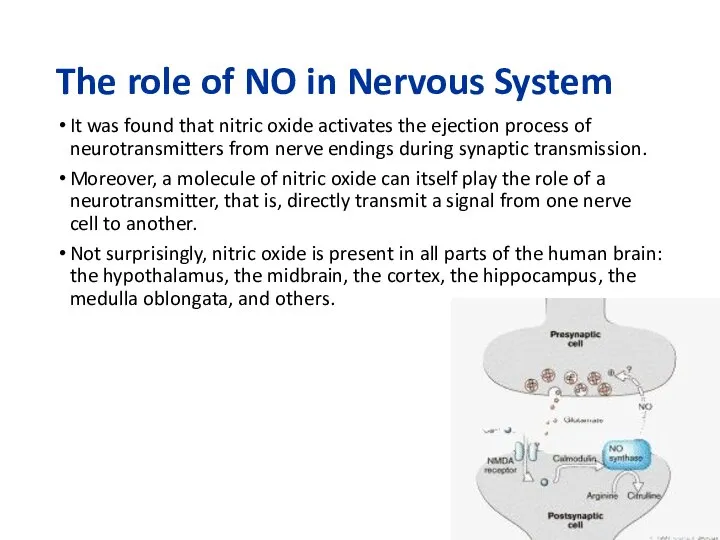 The role of NO in Nervous System It was found that