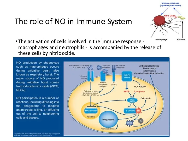 The role of NO in Immune System The activation of cells