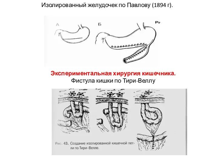 Изолированный желудочек по Павлову (1894 г). Экспериментальная хирургия кишечника. Фистула кишки по Тири-Веллу