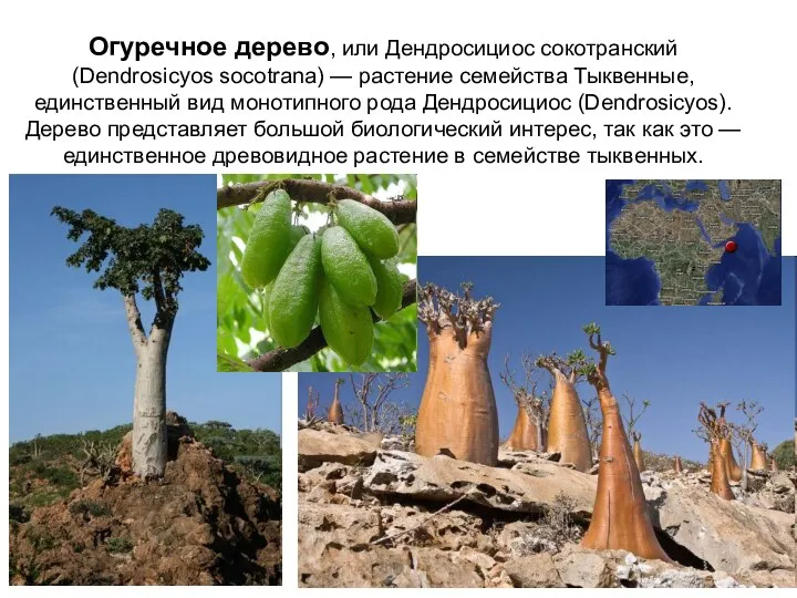 Огуречное дерево, или Дендросициос сокотранский (Dendrosicyos socotrana) — растение семейства Тыквенные,