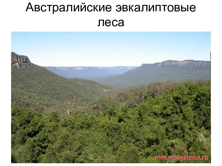 Австралийские эвкалиптовые леса