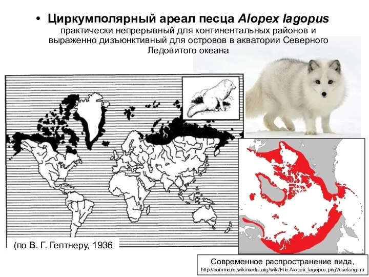 (по В. Г. Гептнеру, 1936 Современное распространение вида, http://commons.wikimedia.org/wiki/File:Alopex_lagopus.png?uselang=ru Циркумполярный ареал