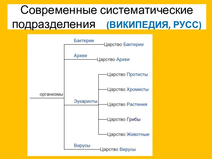 Современные систематические подразделения (ВИКИПЕДИЯ, РУСС)