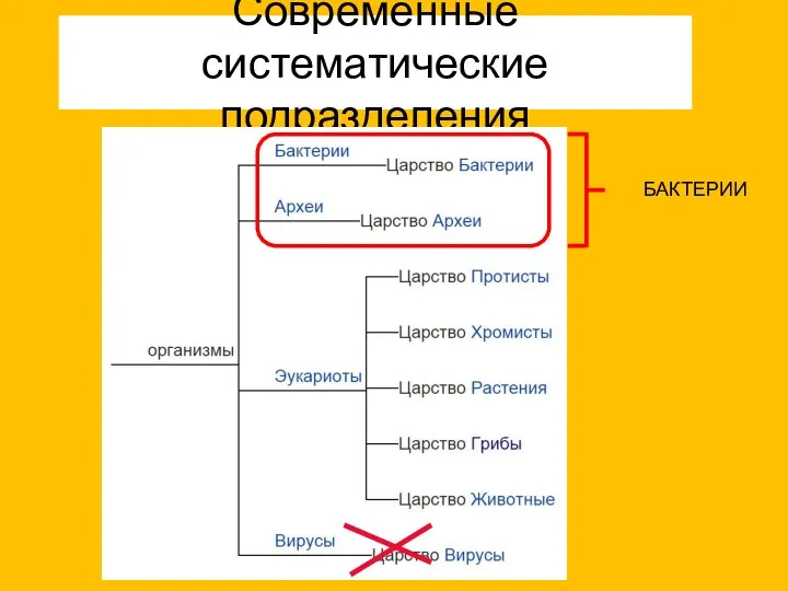 Современные систематические подразделения БАКТЕРИИ