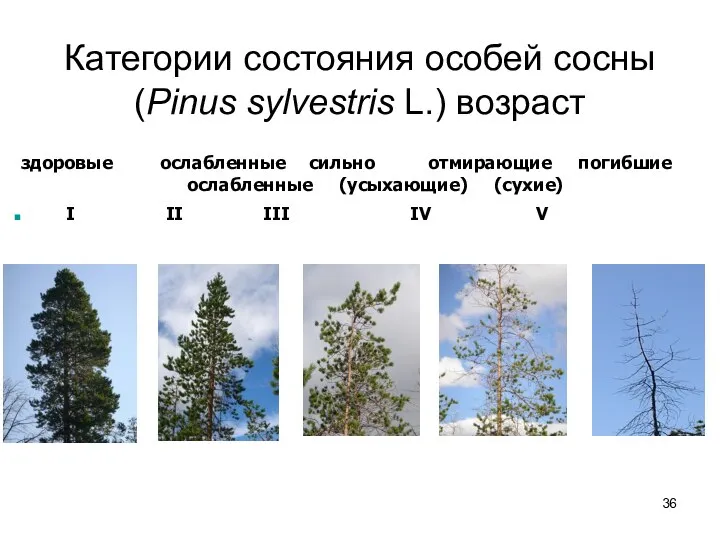 Категории состояния особей сосны (Pinus sylvestris L.) возраст здоровые ослабленные сильно