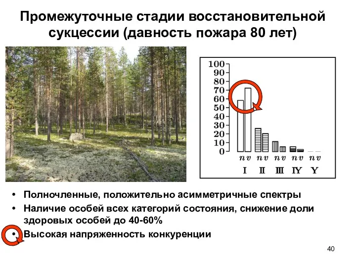 Промежуточные стадии восстановительной сукцессии (давность пожара 80 лет) Полночленные, положительно асимметричные