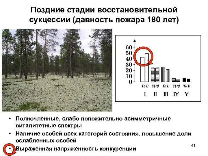 Поздние стадии восстановительной сукцессии (давность пожара 180 лет) Полночленные, слабо положительно