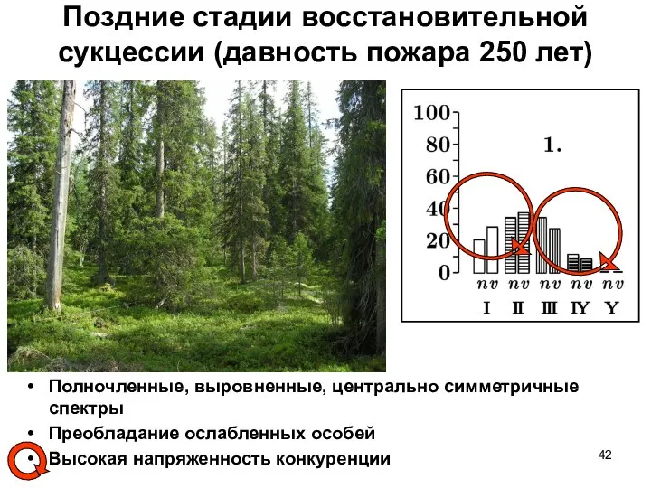 Поздние стадии восстановительной сукцессии (давность пожара 250 лет) Полночленные, выровненные, центрально