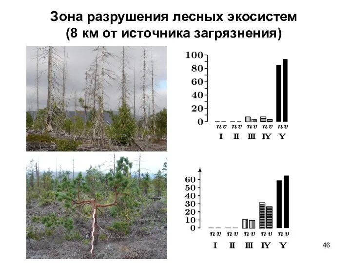 Зона разрушения лесных экосистем (8 км от источника загрязнения)
