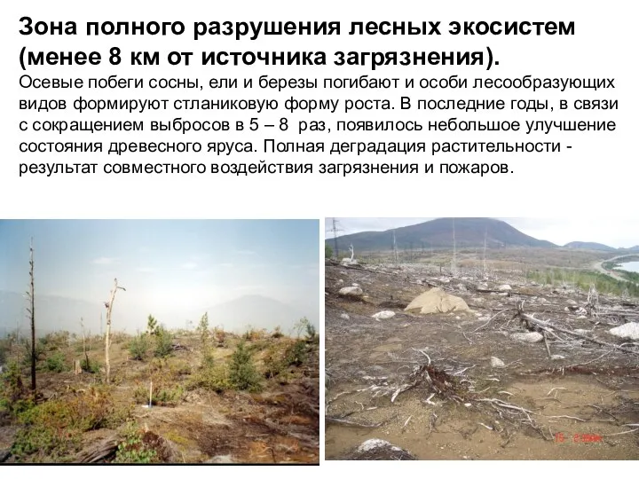 Зона полного разрушения лесных экосистем (менее 8 км от источника загрязнения).