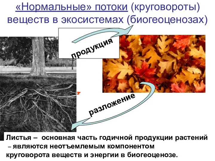 «Нормальные» потоки (круговороты) веществ в экосистемах (биогеоценозах) продукция разложение Листья –