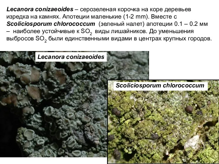 Lecanora conizaeoides – серозеленая корочка на коре деревьев изредка на камнях.