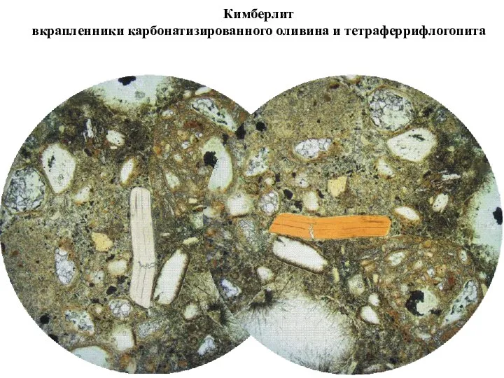 Кимберлит вкрапленники карбонатизированного оливина и тетраферрифлогопита
