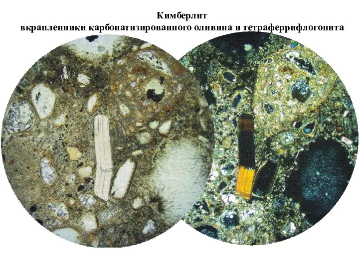 Кимберлит вкрапленники карбонатизированного оливина и тетраферрифлогопита
