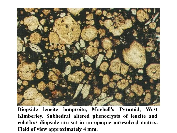 Diopside leucite lamproite, Machell's Pyramid, West Kimberley. Subhedral altered phenocrysts of