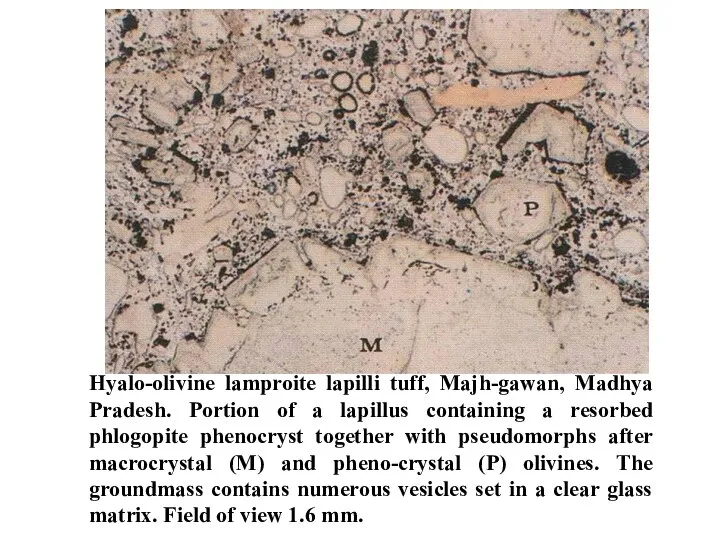 Hyalo-olivine lamproite lapilli tuff, Majh-gawan, Madhya Pradesh. Portion of a lapillus