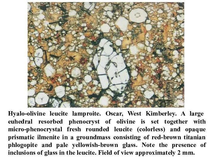 Hyalo-olivine leucite lamproite. Oscar, West Kimberley. A large euhedral resorbed phenocryst