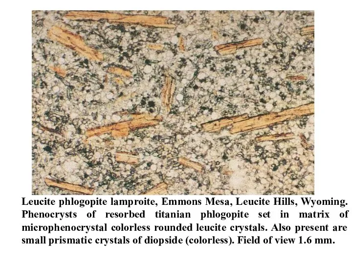 Leucite phlogopite lamproite, Emmons Mesa, Leucite Hills, Wyoming. Phenocrysts of resorbed