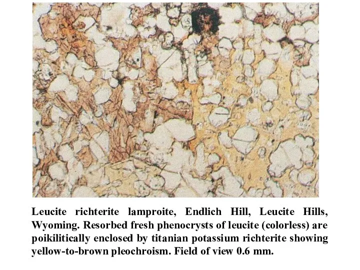 Leucite richterite lamproite, Endlich Hill, Leucite Hills, Wyoming. Resorbed fresh phenocrysts