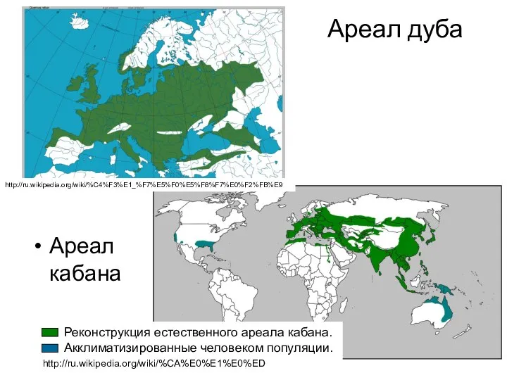 Ареал дуба Ареал кабана http://ru.wikipedia.org/wiki/%C4%F3%E1_%F7%E5%F0%E5%F8%F7%E0%F2%FB%E9 Реконструкция естественного ареала кабана. Акклиматизированные человеком популяции. http://ru.wikipedia.org/wiki/%CA%E0%E1%E0%ED