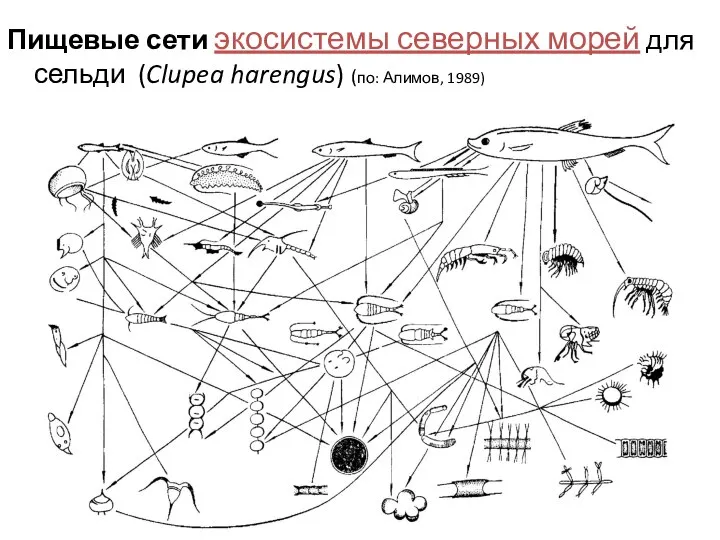 Пищевые сети экосистемы северных морей для сельди (Clupea harengus) (по: Алимов, 1989)