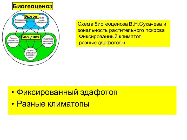 Фиксированный эдафотоп Разные климатопы Экотоп Биоценоз Биогеоценоз Схема биогеоценоза В.Н.Сукачева и