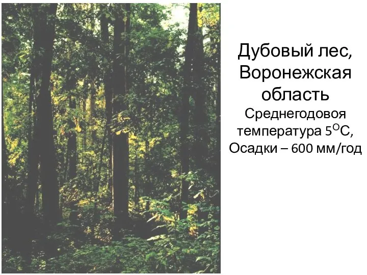 Дубовый лес, Воронежская область Среднегодовоя температура 5ОС, Осадки – 600 мм/год Lucanus cervus