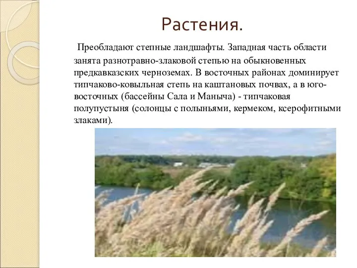 Растения. Преобладают степные ландшафты. Западная часть области занята разнотравно-злаковой степью на